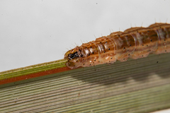 Ichneutica steropastis