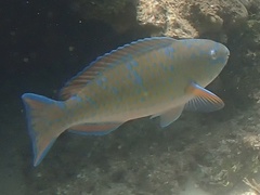 Scarus ghobban