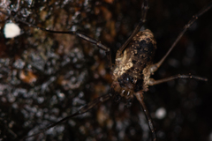 Oligolophus tridens