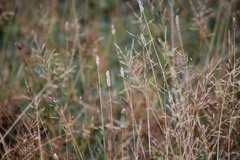 Phleum