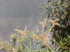 Cyperus imbricatus