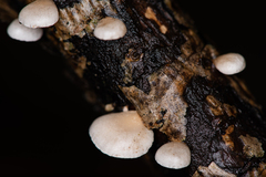 Panellus mitis