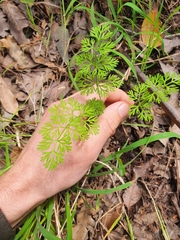 Daucus