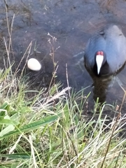 Fulica cristata