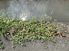 Alternanthera ficoidea