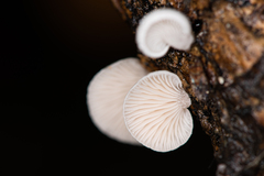 Panellus mitis
