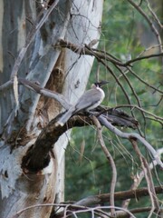 Philemon corniculatus