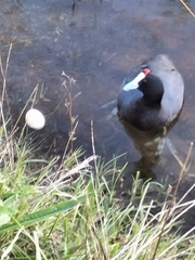 Fulica cristata