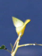 Phoebis philea