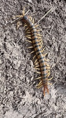 Ethmostigmus rubripes