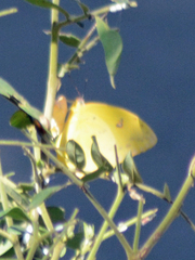 Phoebis philea