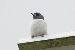 Artamus leucorynchus