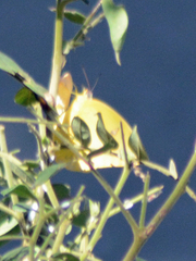 Phoebis philea
