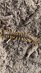 Ethmostigmus rubripes