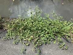 Alternanthera ficoidea