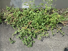 Alternanthera ficoidea