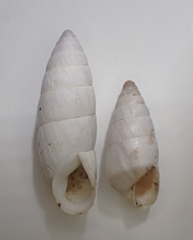 Brephulopsis cylindrica