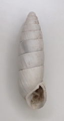 Brephulopsis bidens