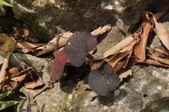 Packera coahuilensis