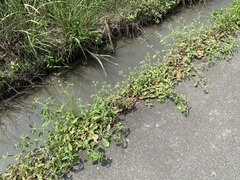 Alternanthera ficoidea