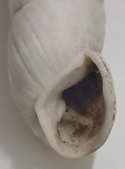 Brephulopsis bidens