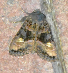 Euplexia lucipara