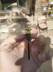 Anax parthenope julius