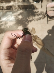 Anax parthenope julius