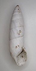 Brephulopsis cylindrica