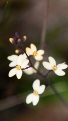 Stylidium spathulatum