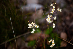 Stylidium spathulatum