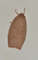 Euchaetis holoclera