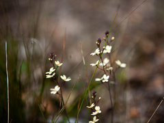 Stylidium spathulatum