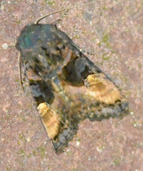 Euplexia lucipara
