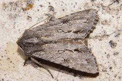 Ichneutica ustistriga