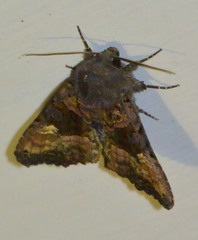 Euplexia lucipara