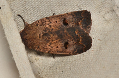 Proteuxoa hypochalchis