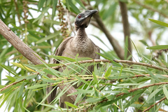 Philemon buceroides