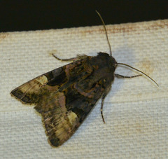 Euplexia lucipara