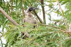 Philemon buceroides