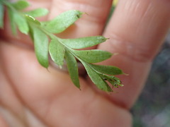Tmesipteris
