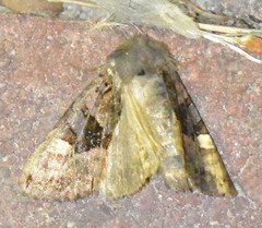 Euplexia lucipara