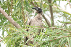 Philemon buceroides