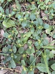 Alternanthera pungens