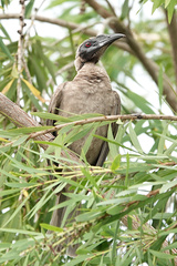 Philemon buceroides