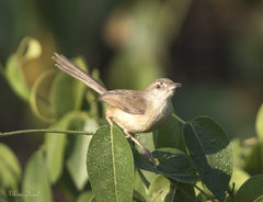 Prinia inornata