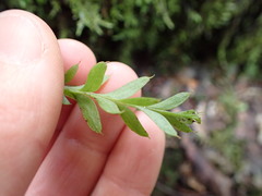 Tmesipteris