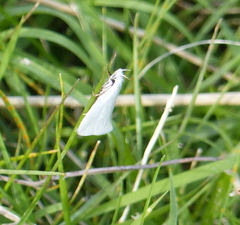 Tipanaea patulella