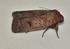 Proteuxoa hypochalchis