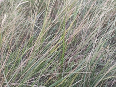 Brachypodium phoenicoides